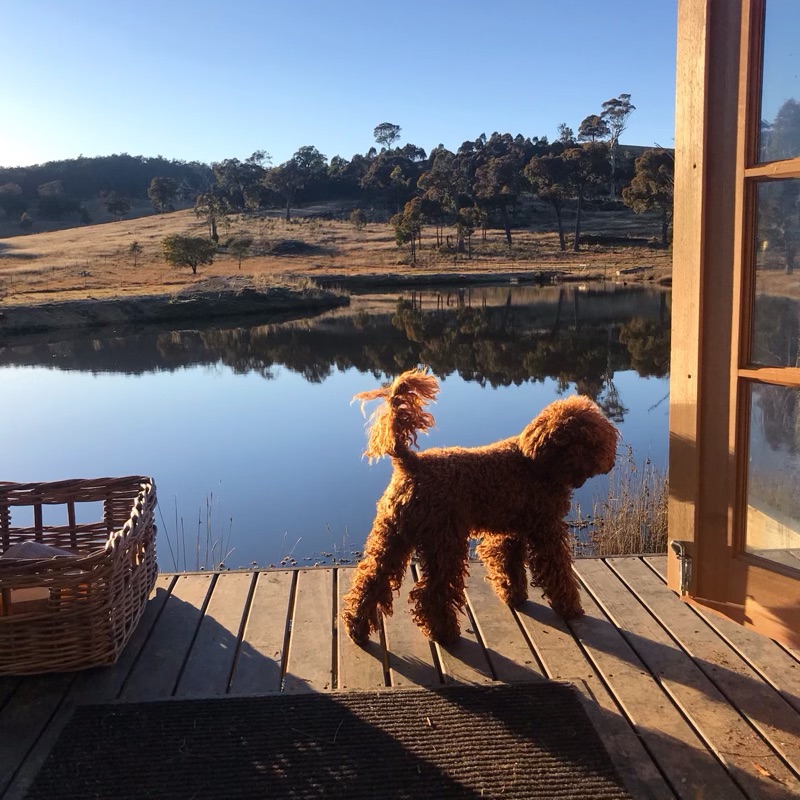 Dog on verandah with lake behind