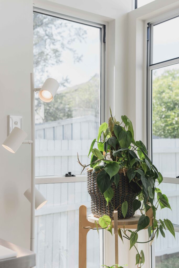 Plant on stand in front of large window